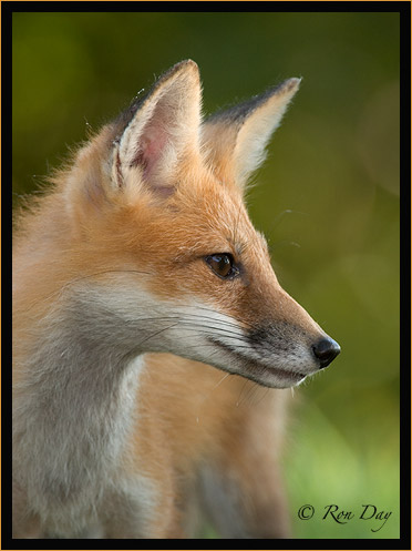 Red Fox Profile, (Vulpes vulpes)